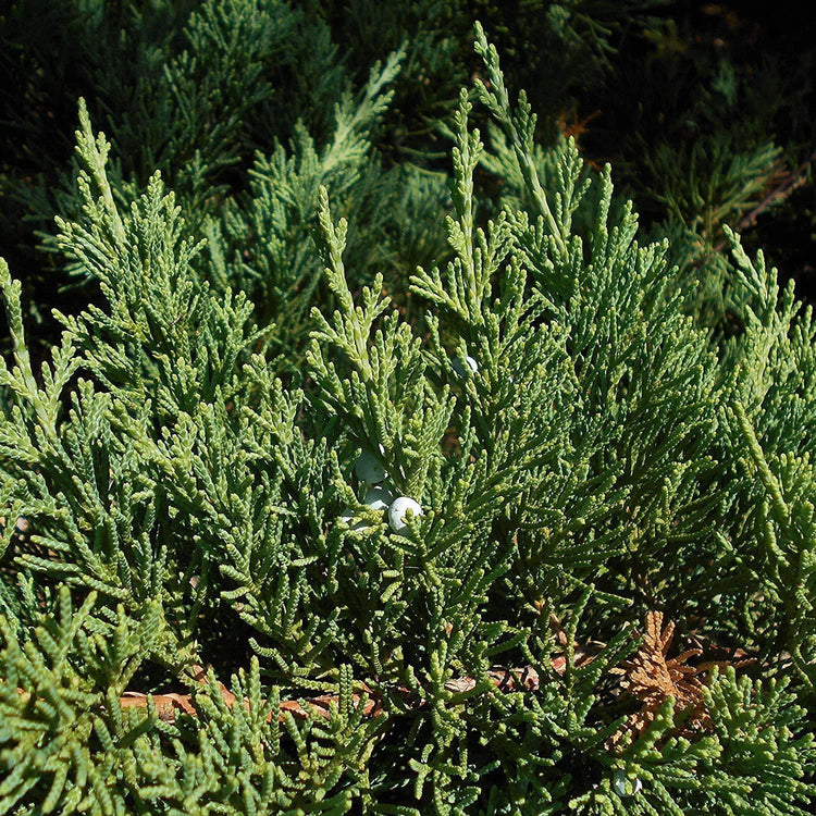 Juniper Parsoni | Large Gallon Size Plant | Juniperus Squamata Expansa Parsons | Drought Tolerant Cold Hardy Evergreen Groundcover