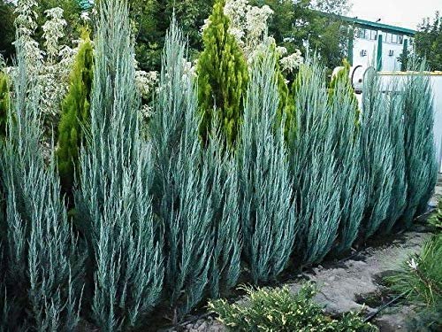Blue Arrow Juniper | Live Gallon Size Tree | Juniperus Scopulorum | Formal Evergreen Privacy Screening Plants