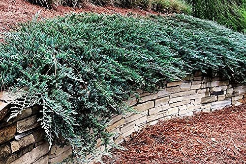 Juniper Blue Chip | Live Gallon Size Plants | Juniperus Horizontalis | Evergreen Cold Hardy Drought Tolerant Groundcover