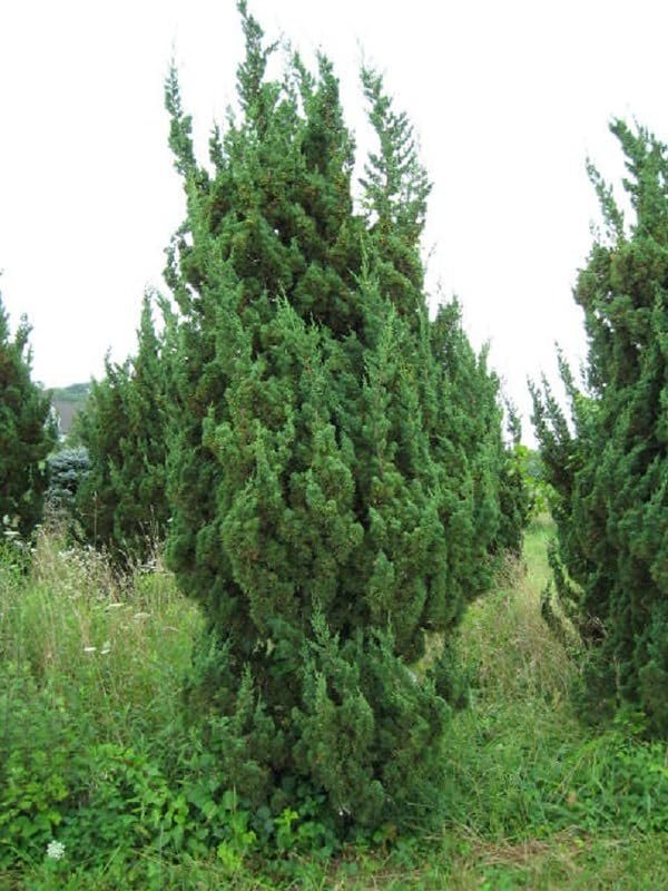 Robusta Green Juniper | Extra Large 3 Gallon Plants | Hardy Evergreen Shrub for Landscapes & Gardens, Ideal for Ground Cover, Topiary, Bonsai, Low Maintenance, Drought Tolerant