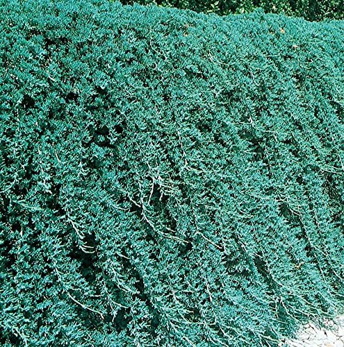 Blue Rug Juniper | Live Gallon Size Plant | Juniperus Horizontalis 'Wiltonii' | Drought Tolerant Cold Hardy Evergreen Groundcover