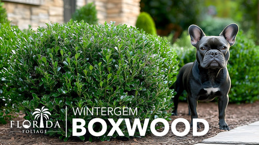 Winter Gem Boxwood | Large Gallon Size Plants | Buxus Microphylla Japonica | Fast Growing Cold Hardy Formal Evergreen Hedge Shrub