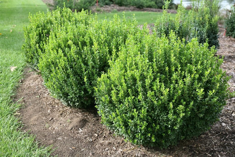 Sunbright Boxwood | Live Plants | Luminous Golden|Yellow Foliage, Perfect for Borders & Landscaping, Year|Round Color & Drought Tolerant, Live Shrub Plant