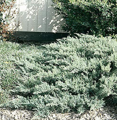 San Jose Juniper | 10 Live Plants | Juniperus Chinensis | Drought Tolerant Cold Hardy Evergreen Ground Cover