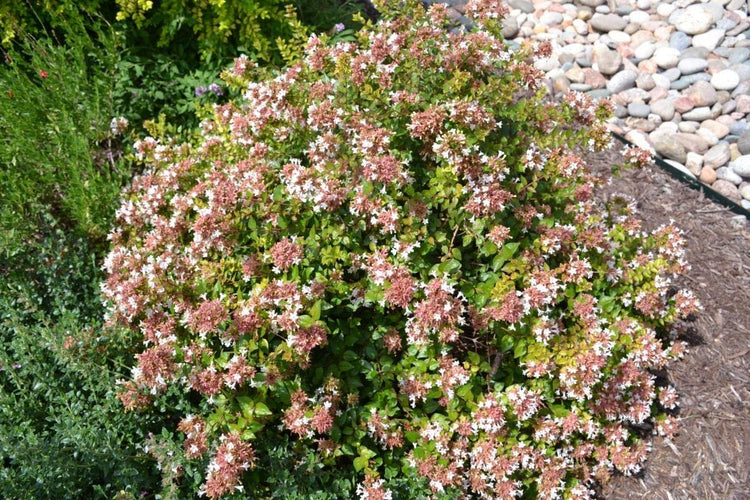 Abelia Chinensis Rose Creek | Live Plants | Flowering Deer Resistant Butterfly Attracting Shrub