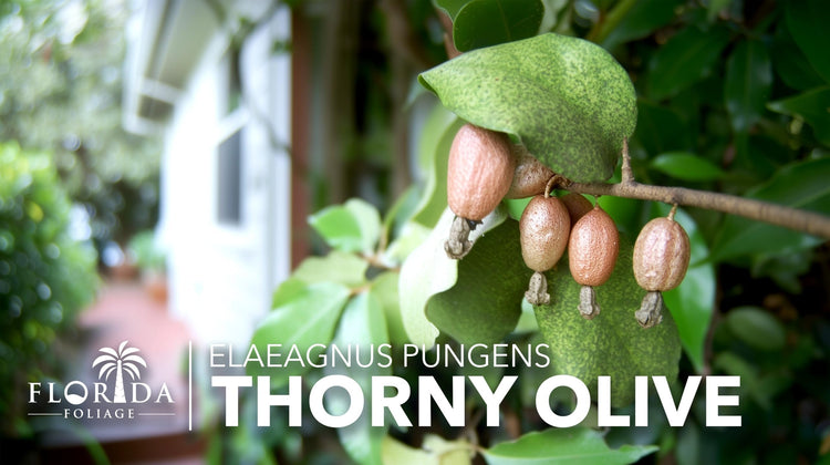 Elaeagnus Pungens I Live Plants I Thorny Olive I Hardy Evergreen Shrub with Fragrant Blooms, Perfect for Hedges, Screening & Ornamental Garden Display