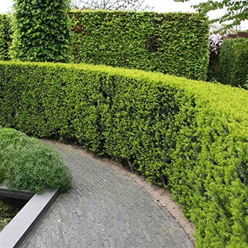 Podocarpus Macrophyllus | 12 Live Plants | 4" Pots Japanese Yew Live Plants Evergreen Privacy Hedge