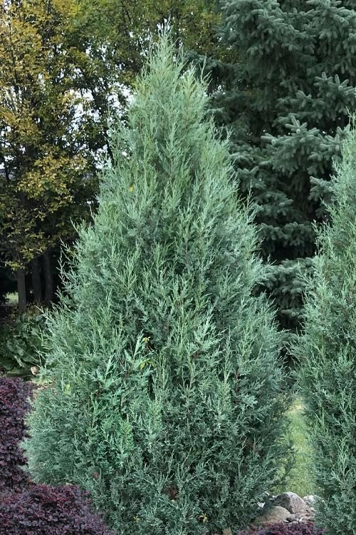Medora Juniper | Live Gallon Size Plants | Perfect for Year|Round Landscaping, Privacy Screening, and Low Water Environments, Drought|Tolerant