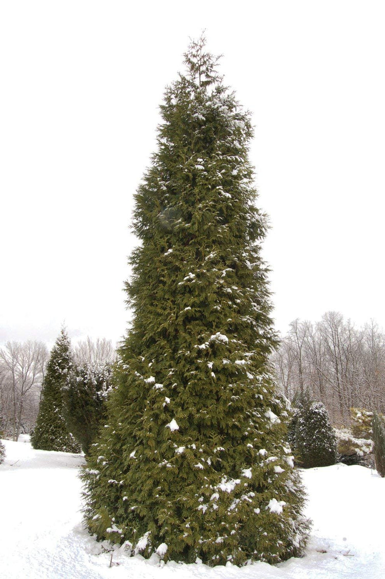 Thuja Plicata 'Green Giant' Arborvitae | Quart Size Plant | Live Evergreen Privacy Tree