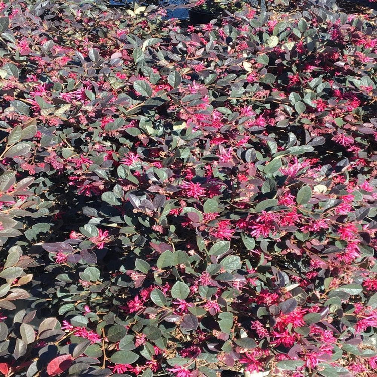 Loropetalum Daruma Compact Ruby I Live Plants I Chinese Fringe Flower I Vibrant Red Foliage and Pink Flowers, Low|Maintenance, Compact Shrub for Borders and Containers