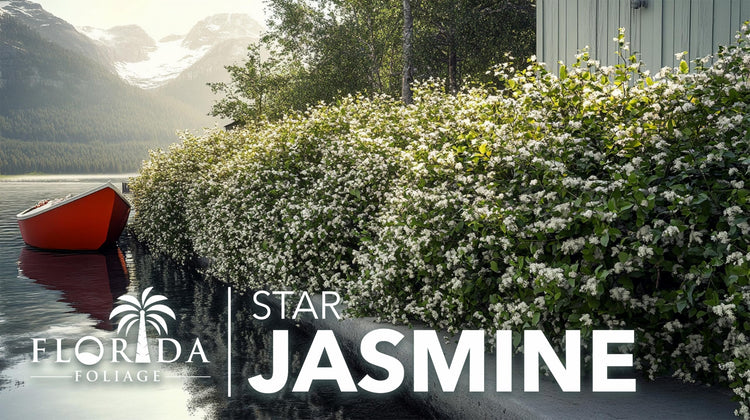 Star Confederate Jasmine | Live Plants | Trachelospermum jasminoides | Flowering Vine Plants | Evergreen Ground Cover for Landscaping