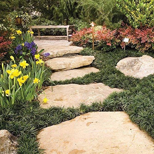 Dwarf Mondo Grass | 20 Live Plants | Shade Loving Evergreen Ground Cover Ophiopogon Japonicus Nanus