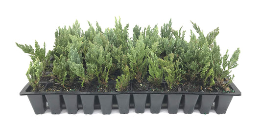 Juniper Blue Chip | Live Plants | Juniperus Horizontalis | Drought Tolerant Cold Hardy Evergreen Ground Cover