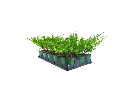 Florida Foliage Green Sargent Juniper | Live 4 Inch Pots | Juniperus Chinensis | Drought Tolerant Cold Hardy Evergreen Groundcover