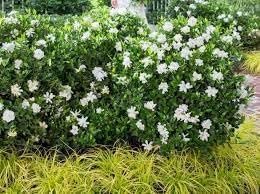 Gardenia Veitchii | Extra Large 3 Gallon Plant | Gardenia jasminoides 'Veitchii' | Fragrant Blooms | Lush Foliage