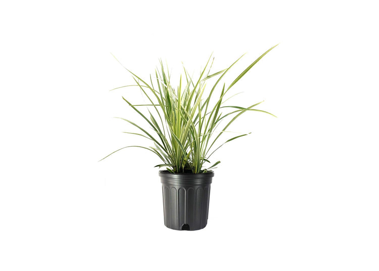 Aztec Grass | Gallon Size Plant | Live Variegated Liriope | Ophiopogon Intermedius Argenteomarginatus