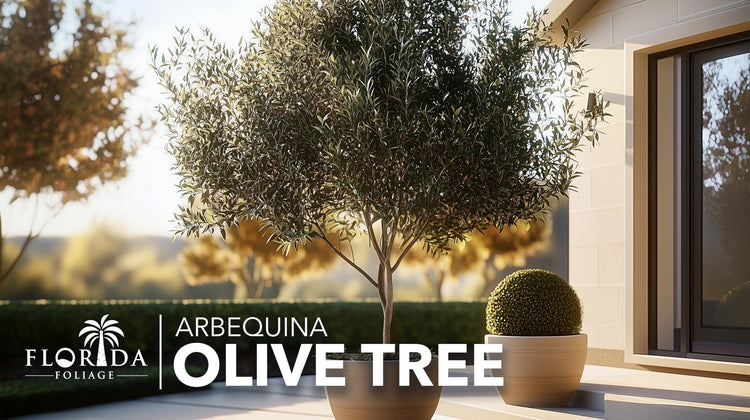 Arbequina Olive Tree | Live Gallon Size Pots | Grow Your Own Olives Indoors