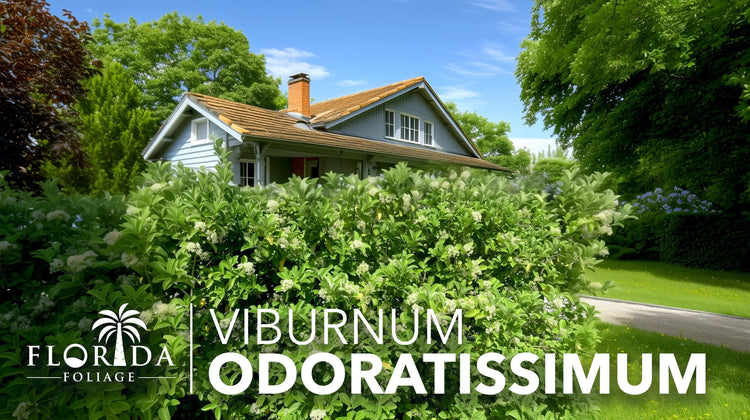 Viburnum Odoratissimum | Live Plants | Viburnum odoratissimum | Fast Growing Privacy Hedge | Evergreen Screening Shrub