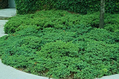 San Jose Juniper | Live Gallon Size Plants | Juniperus Chinensis | Bonsai Drought Tolerant Cold Hardy Evergreen Groundcover
