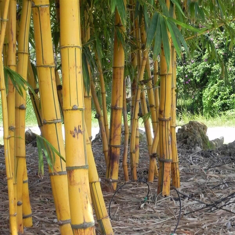Golden Hawaiian Bamboo | Live Plant | Bambusa Vulgaris Vittata | Beautiful Rare Unique Specimen | Non|Invasive Clumping Bamboo Privacy Screen