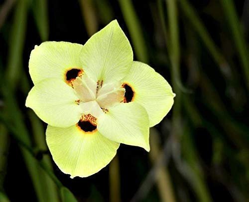 African Iris Yellow | Live Plants | Dietes Vegeta | Drought Tolerant Groundcover Grass
