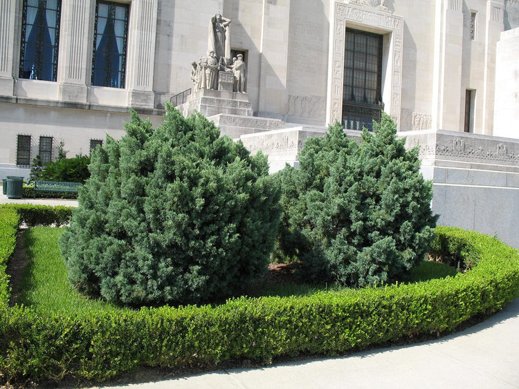 Blue Pfitzer Juniper | Live Gallon Size Plants | Juniperus Chinensis | Evergreen Cold Hardy Drought Tolerant Groundcover