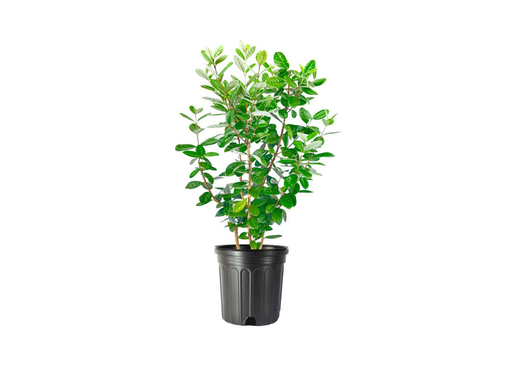 Pineapple Guava | Extra Large 3 Gallon Plants | Feijoa Sellowiana | Edible Fruit Shrub and Fragrant Flowering Foliage