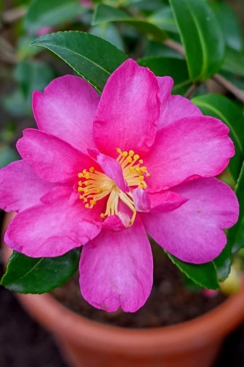 Camellia Sasanqua Kaniiro I Extra Large 3 Gallon Plants | Pink Flowering Vibrant Blooming Shrub, Live Plant for Garden, Landscape & Home Decor, Hardy Evergreen Ornamental Flowering Bush