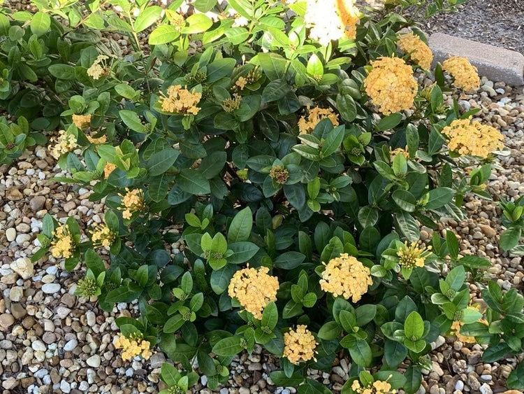 Ixora Yellow | Extra Large 3 Gallon Plants | Ixora chinensis | Bright Garden Highlight | Sun|Loving Tropical Shrub