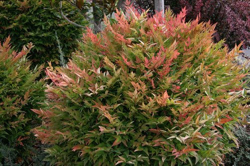 Nandina Gulfstream | Extra Large 3 Gallon Plants | Nandina Domestica 'Gulfstream' | Year|Round Colorful Foliage | Garden Accent