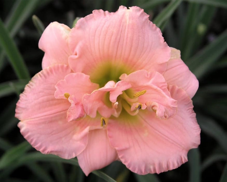 Daylily Siloam Double Classic I Live 3 Inch Pots I Hemerocallis I Peach Colored Flowers
