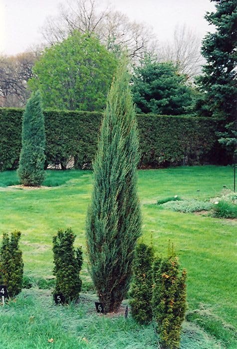 Blue Arrow Juniper | Extra Large 3 Gallon Plant | Juniperus Scopulorum | Privacy Hedge | Upright Conifer | Durable Outdoor Plant | Landscape Enhancement