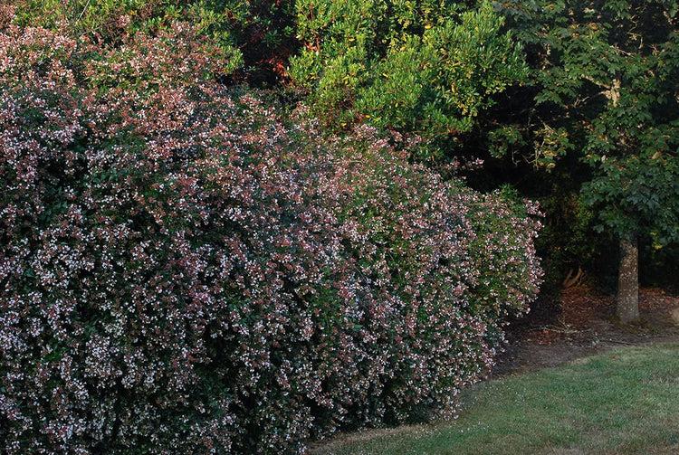 Abelia Grandiflora Edward Goucher | Large Gallon Size Plant | Flowering Butterfly Attracting Shrub