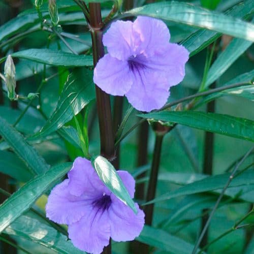 Mexican Petunia Purple | Large Gallon Size Plants | Ruellia Brittoniana | Purple Flowering Landscape Pollinator | Heat Tolerant Groundcover | Outdoor Perennial for Gardens Borders Walkways Container