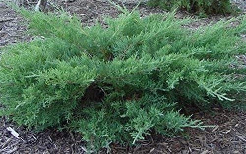Kallay Juniper | Live Plants | Juniperus Chinensis | Drought Tolerant Cold Hardy Evergreen Ground Cover