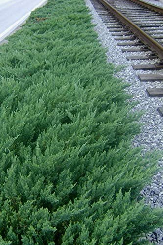 Juniper Parsoni | Live Plants | Juniperus Squamata Expansa Parsons | Drought Tolerant Cold Hardy Evergreen Ground Cover