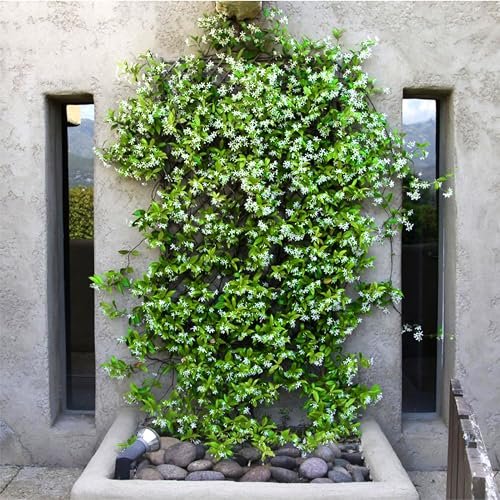 Confederate Jasmine Plants | Live 4 Inch Pots | Trachelospermum Jasminoides | Flowering Vine | Outdoor Garden