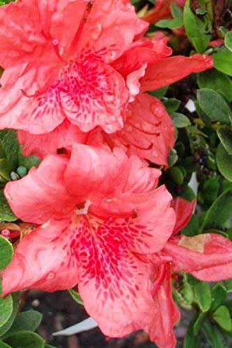 Azalea Fashion | Live Plants | Salmon Colored Flowering Rhododendron