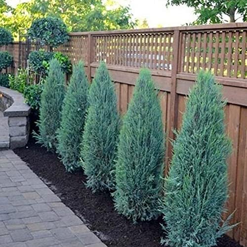 Blue Arrow Juniper | Live Gallon Size Tree | Juniperus Scopulorum | Formal Evergreen Privacy Screening Plants
