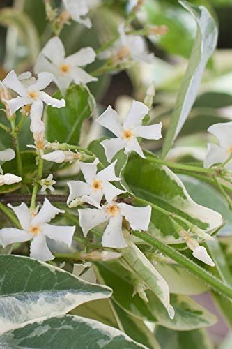 Confederate Jasmine Variegated | Live Plants | Trachelospermum Jasminoides Variegatum | Fragrant Blooming Evergreen Vine