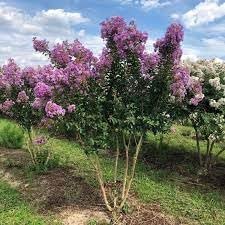 Crape Myrtle Catawba | Extra Large 3 Gallon Plants I Purple Flowering Lavender|Purple Summer Blooms, Drought|Resistant Live Tree