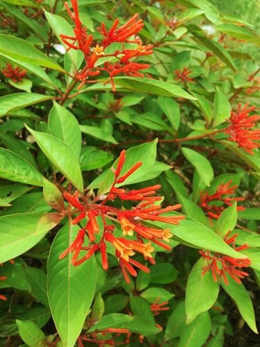 Firebush Dwarf | Extra Large 3 Gallon Plants | Hamelia Patens | Hardy Outdoor Shrub | Garden Landscape Addition
