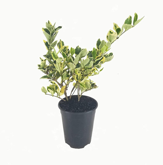 Ligustrum Japonicum Jack Frost Privet | Live Quart Size Plants | Variegated Evergreen Formal Hedge