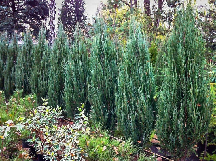 Blue Arrow Juniper | Live 4 Inch Pots | Juniperus Scopulorum | Drought|Tolerant Evergreen | Ideal for Landscaping & Ornamental Use | Low|Maintenance Outdoor Plant