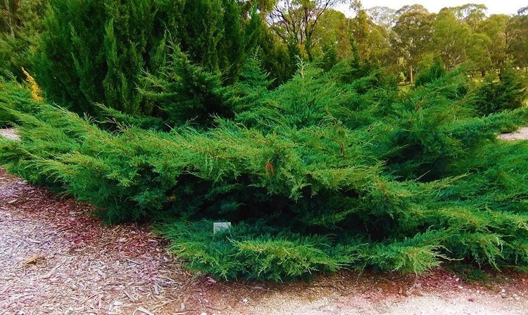 Sea Green Juniper | Live Gallon Size Plants | Juniperus Chinensis | Drought Tolerant Cold Hardy Evergreen Border Screening Shrub