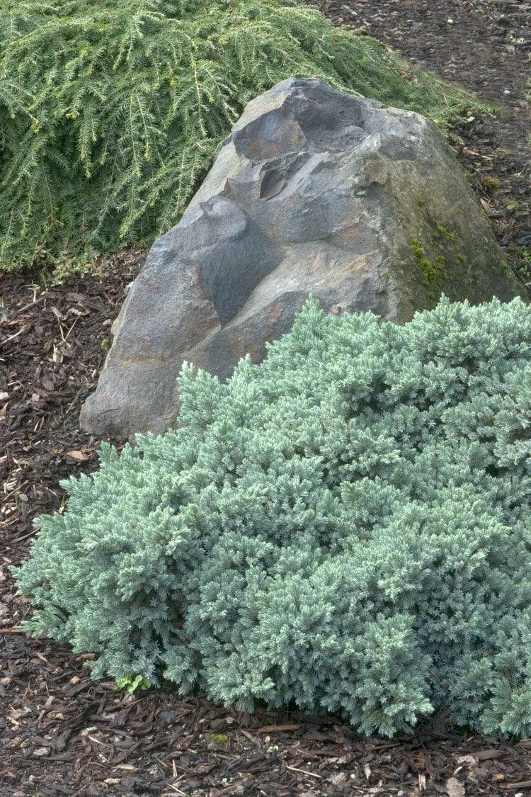Blue Star Juniper | Live Plants | Juniperus Squamata | Low Maintenance Evergreen Groundcover