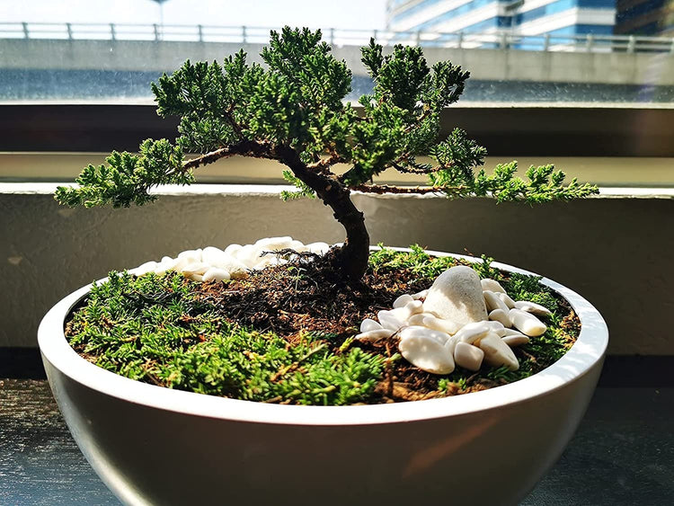 Shimpaku Juniper | Live 4 Inch Pot | Pre|Bonsai Juniperus Chinensis Plants | Symbol of Harmony Balance Meditation and Peace