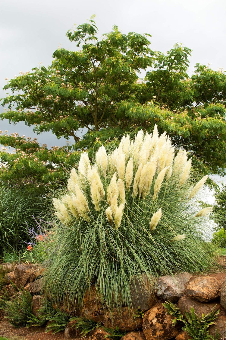 Pampas Grass | 40 Live Plants | Cortaderia Selloana | Beautiful Blooming Screening Ornamental Foliage