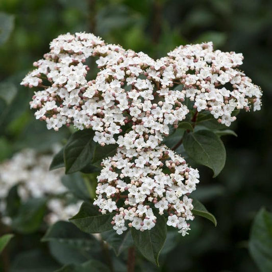 Viburnum Spring Bouquet | Extra Large 3 Gallon Plant | Viburnum Tinus 'Spring Bouquet' | Evergreen Privacy Hedge | Year|Round Interest
