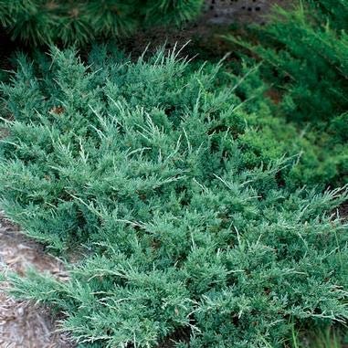Hughes Juniper | Live Plants | Juniperus Horizontalis | Drought Tolerant Cold Hardy Evergreen Ground Cover